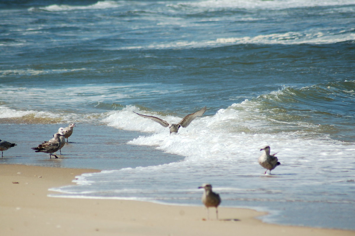 Gunnison Topless Beach in New Jersey