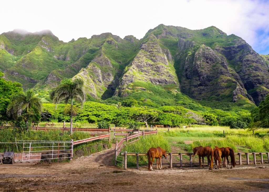 Four brown horses next to a mountain range in Kualoa Ranch.