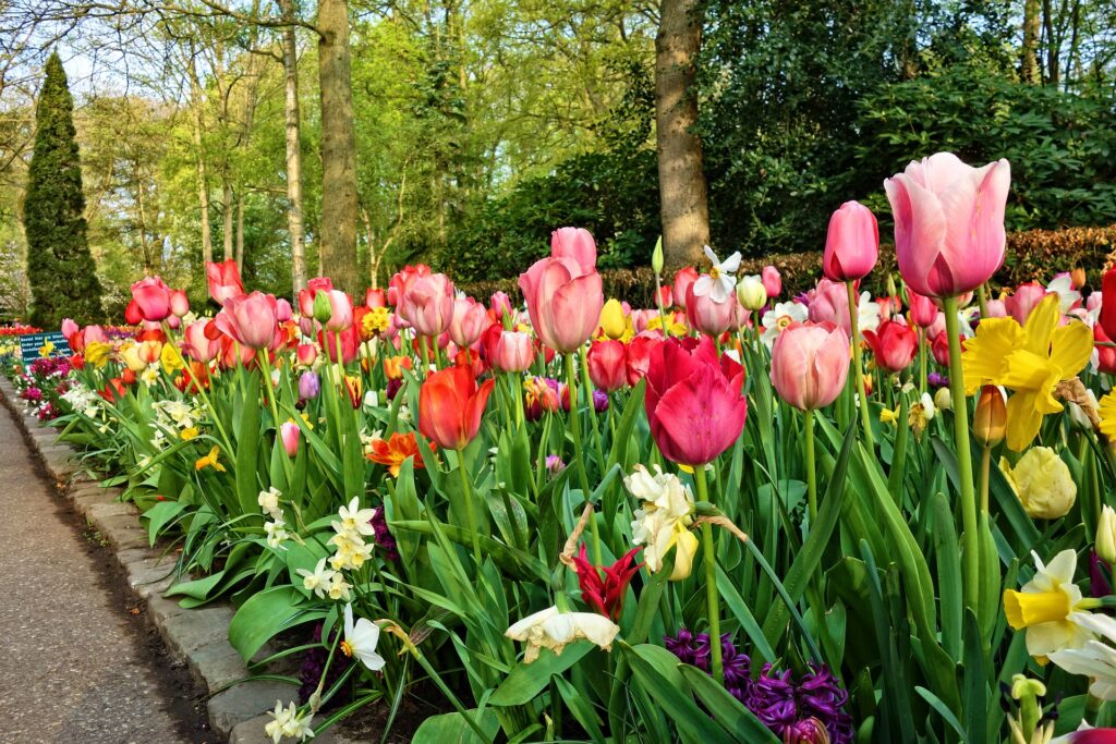 Tulips garden in Holland, The Netherlands