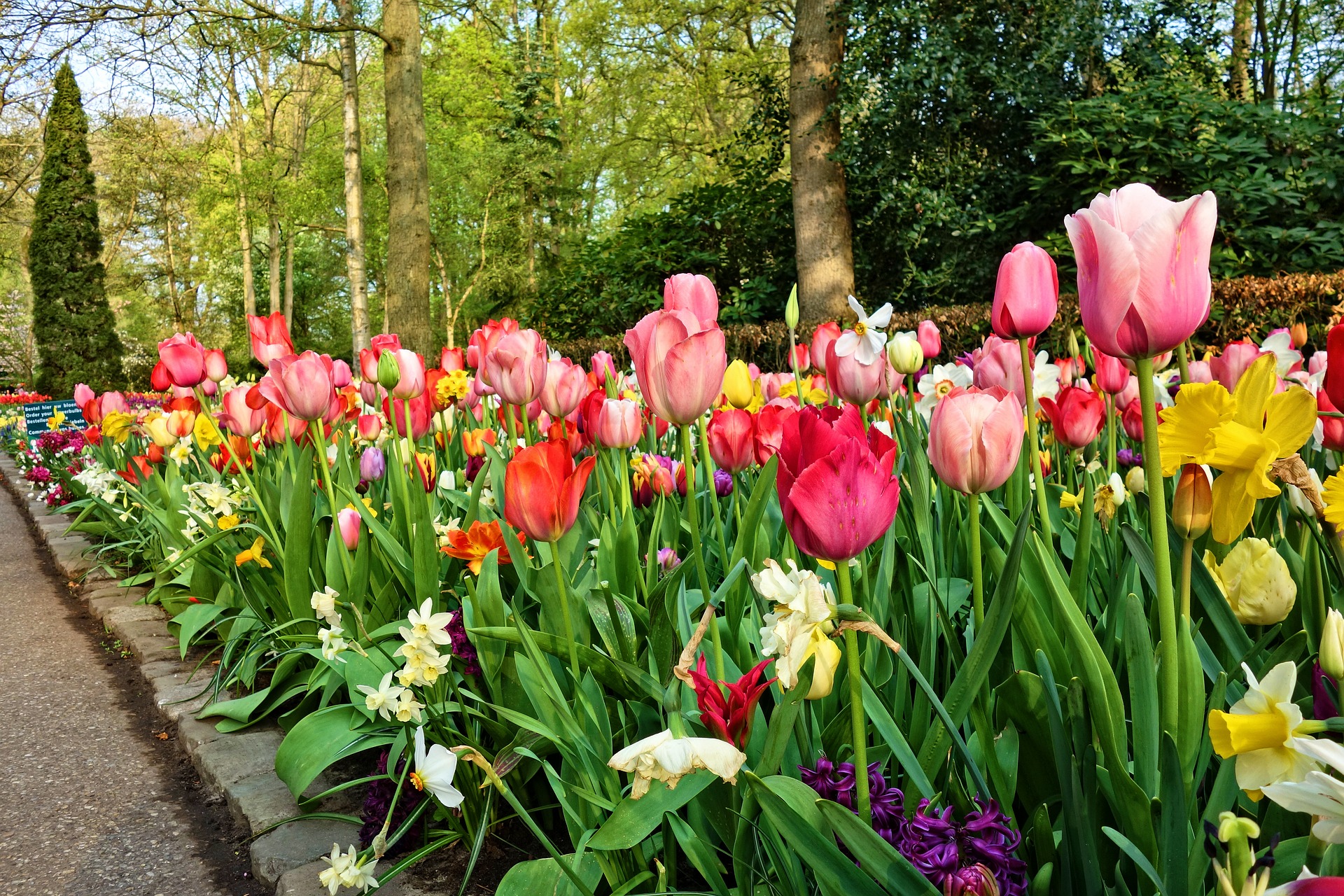 Keukenhof Tulip Garden