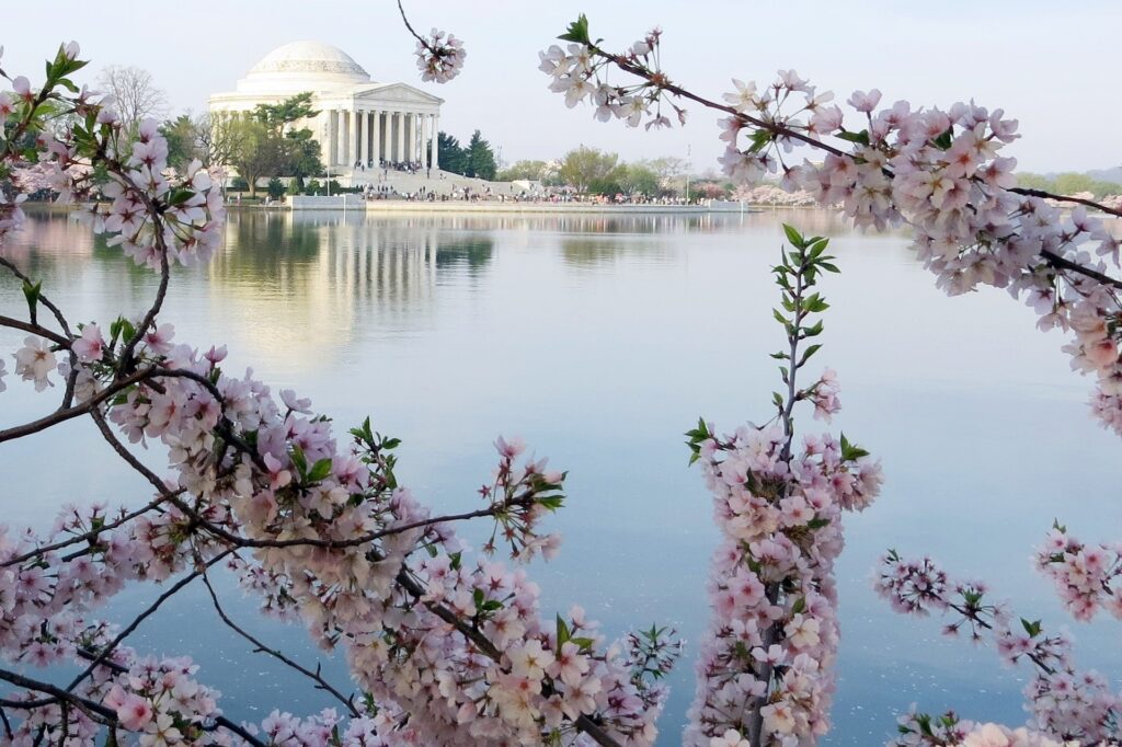 Cherry blossoms overlooking the Jefferson Memorial