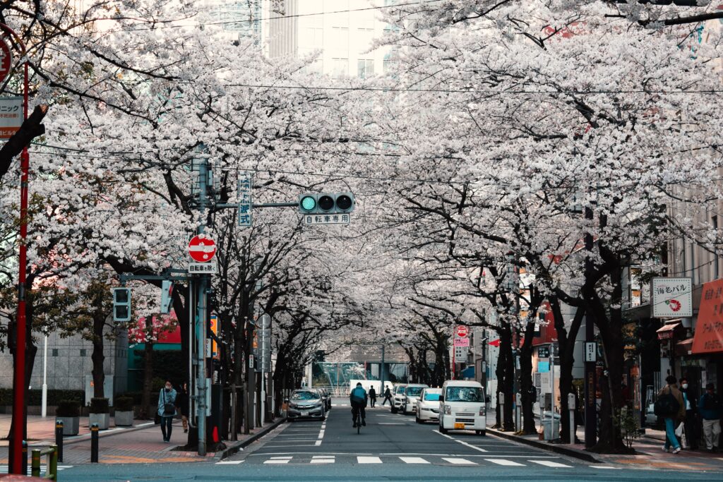 Cherry blossoms in full bloom at the side of a street.