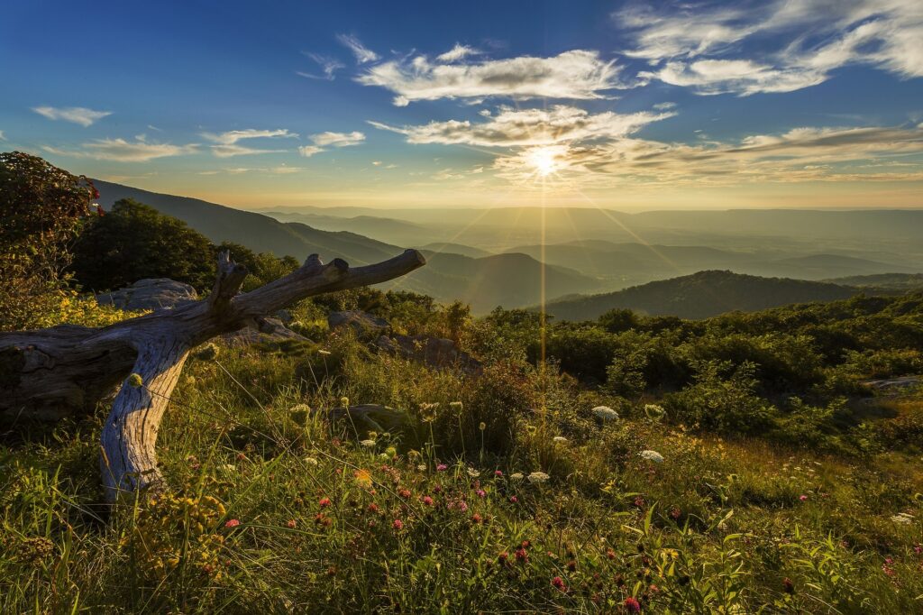 Wild flowers on a mountain