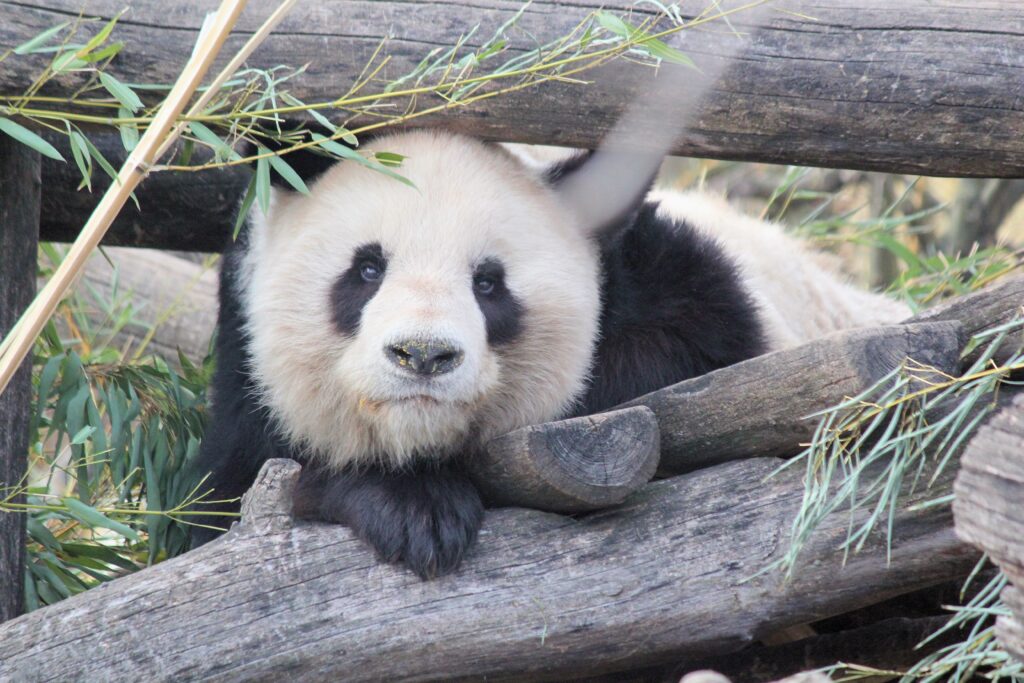 A panda lying on wood