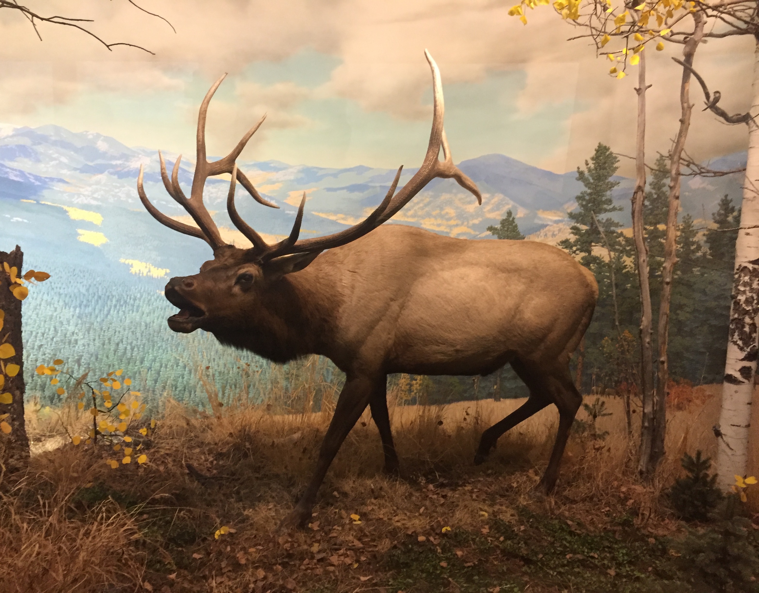 Elk in Denver Museum of Nature and Science