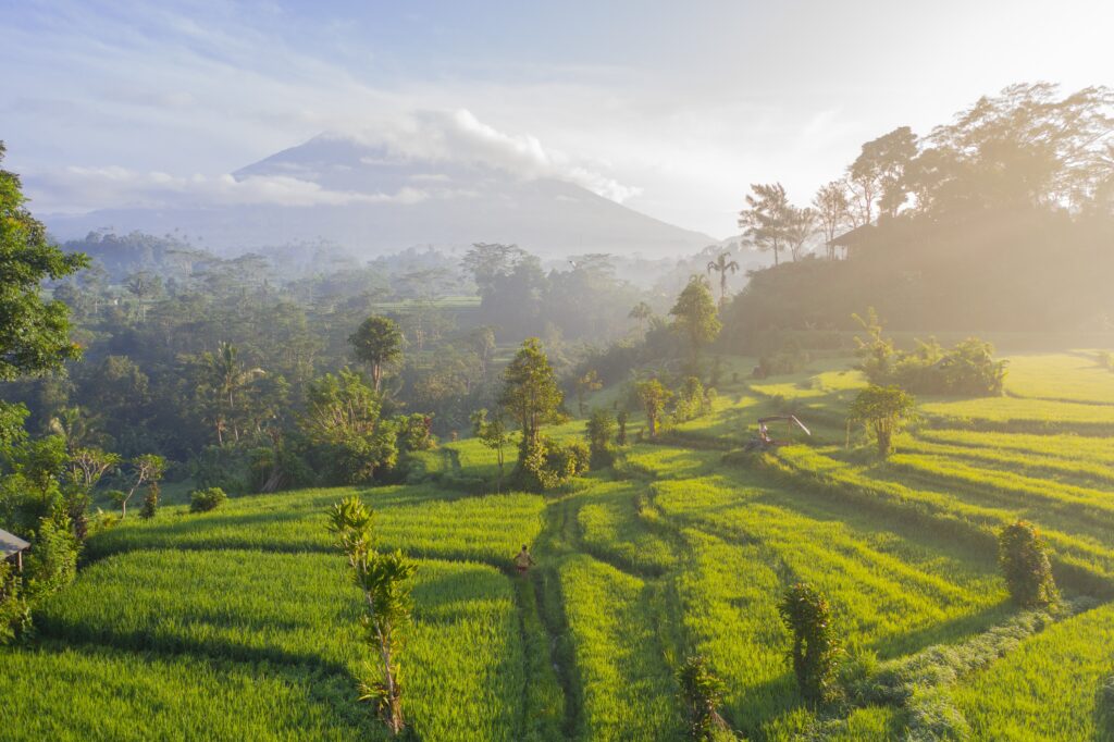 Rise terraces in Bali during sunrise.