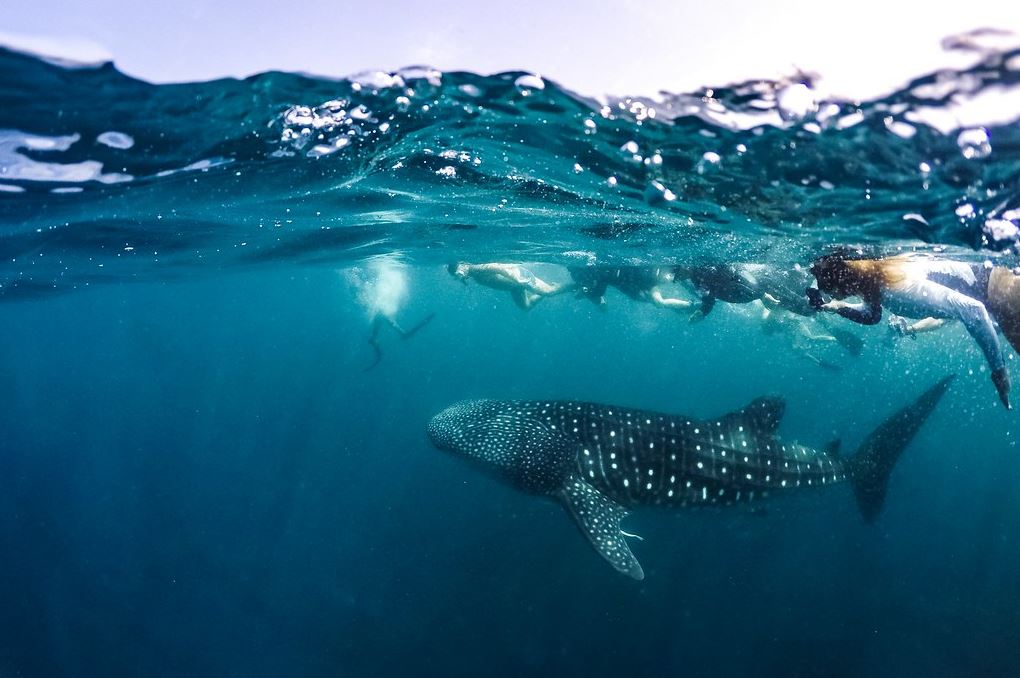 A group of people snorkeling with a blue whale.