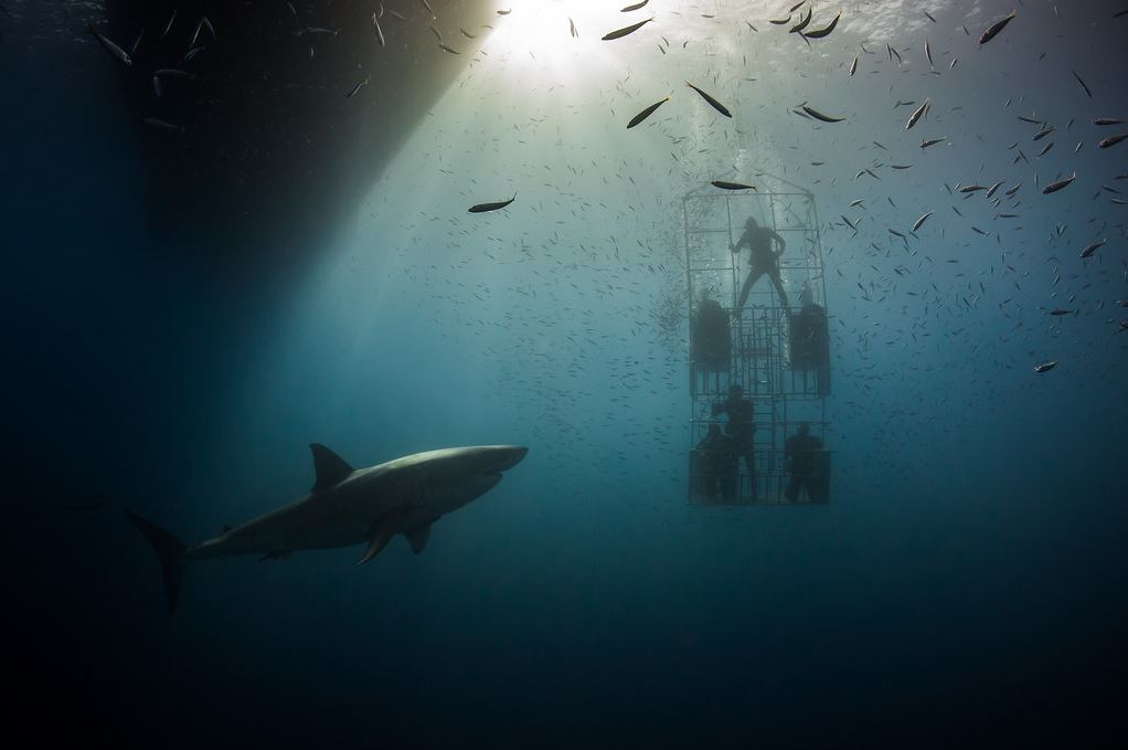 A group of people inside a cage plunge underwater near a shark.