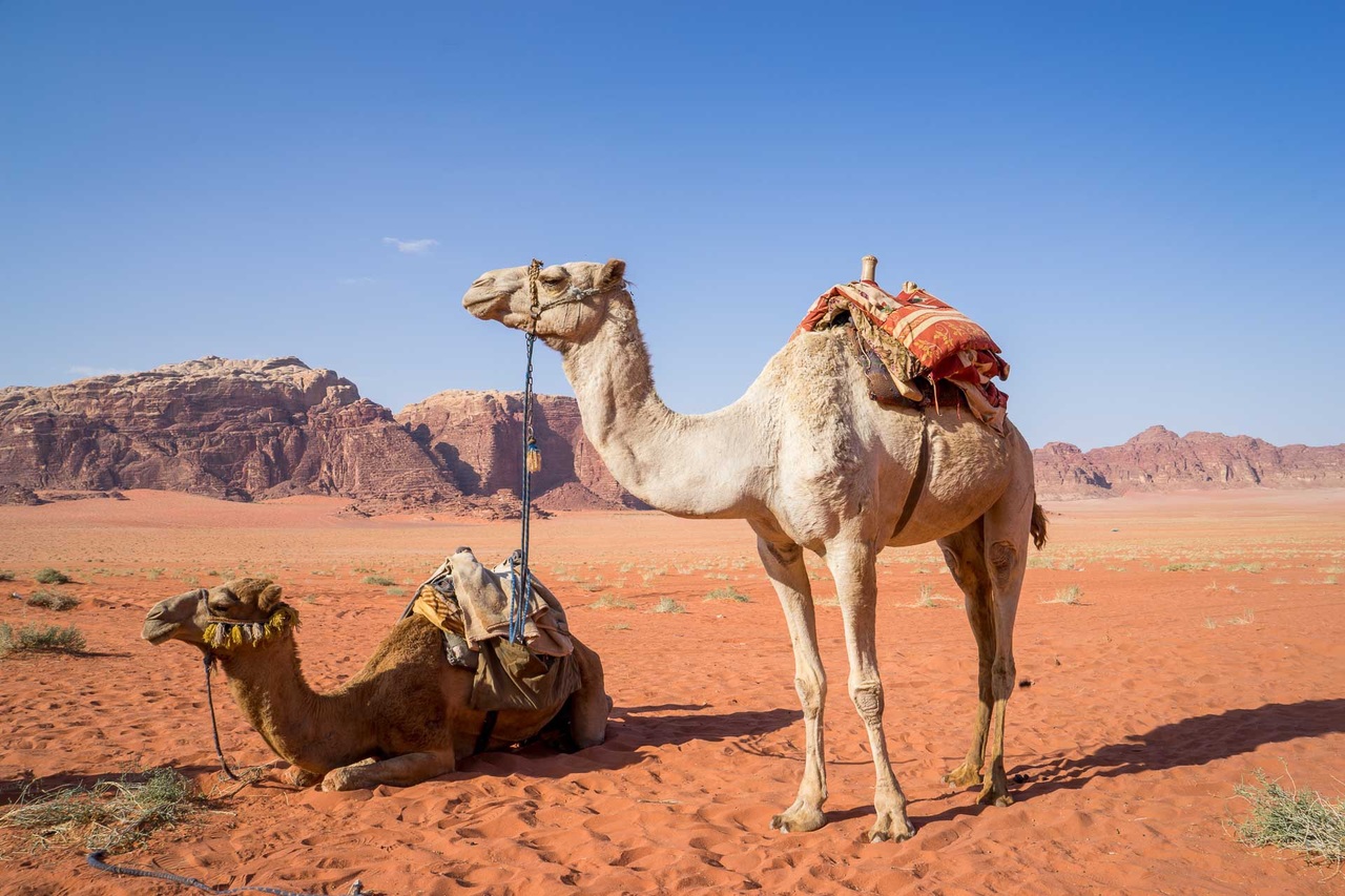 Two Camels resting in a desert