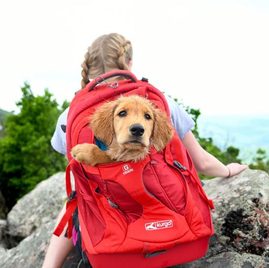 A girl carrying a red backpack with a brown dog inside.