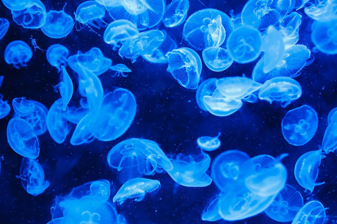 Jellyfish swimming in the aquarium 