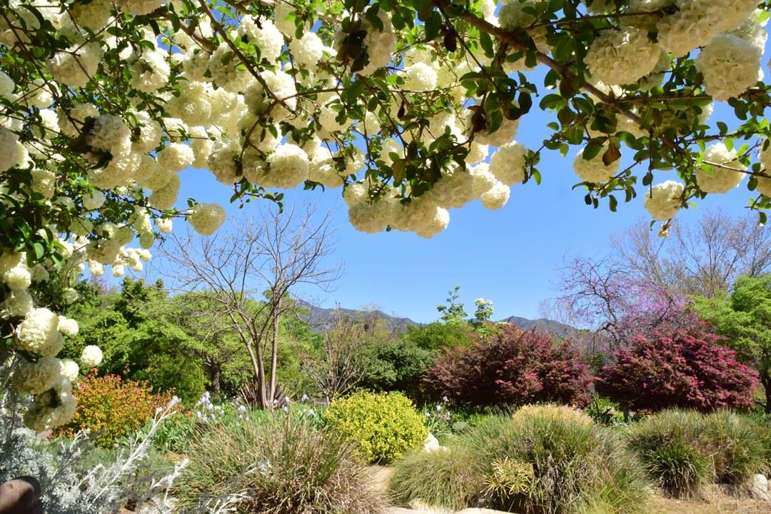 Enjoy free things to do in Los Angeles County Arboretum and Botanic Garden 