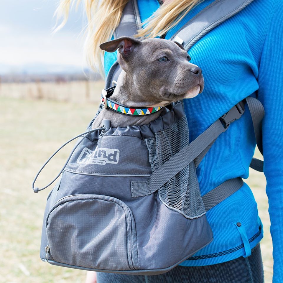 A person carrying a backpack with a gray dog inside.