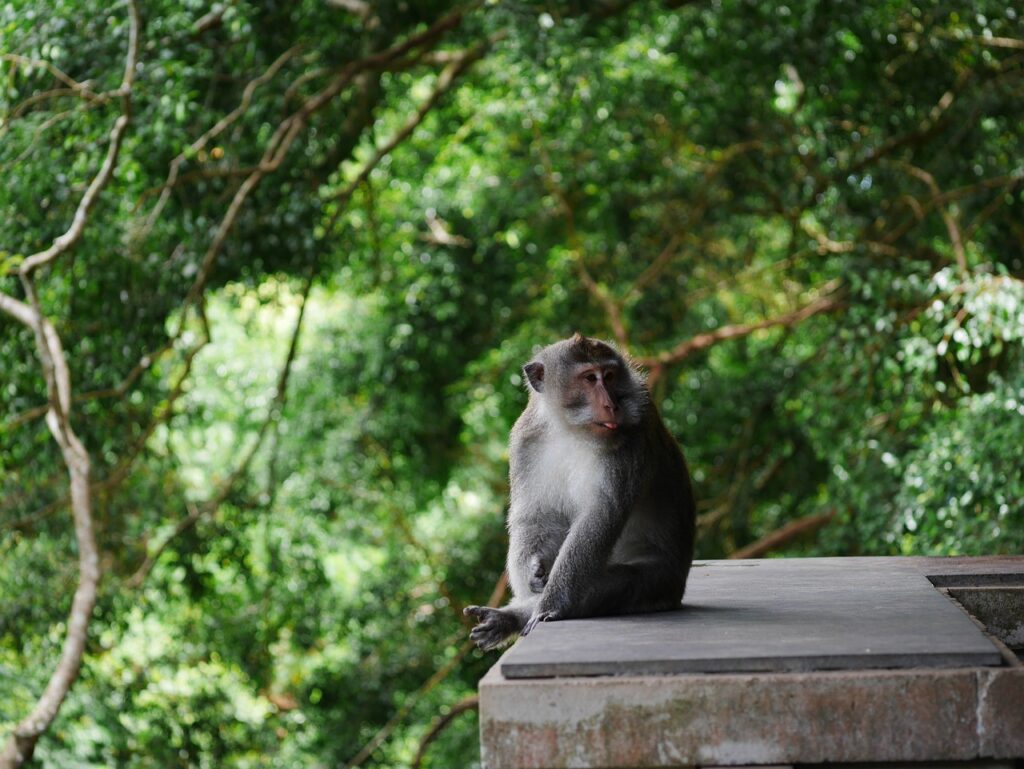 A monkey sitting on a wooden platform.