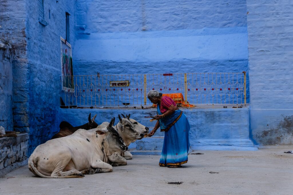 A woman feeding cows.