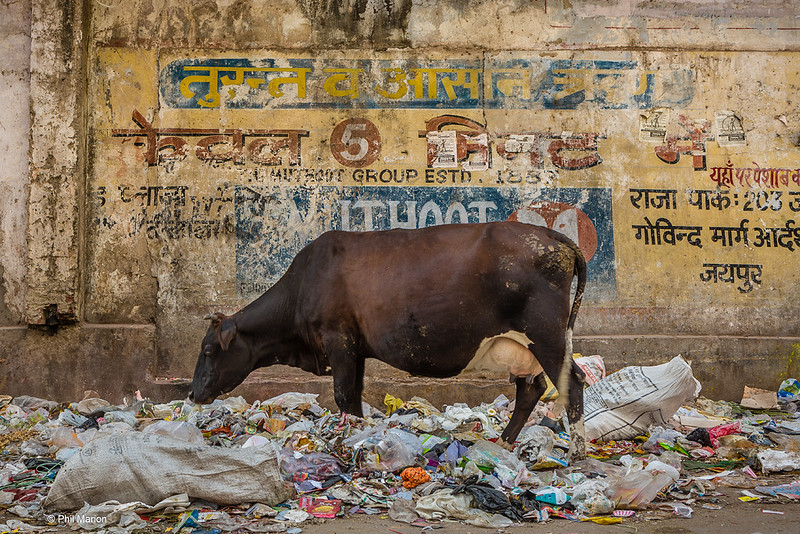 A cow looking for food on garbage.