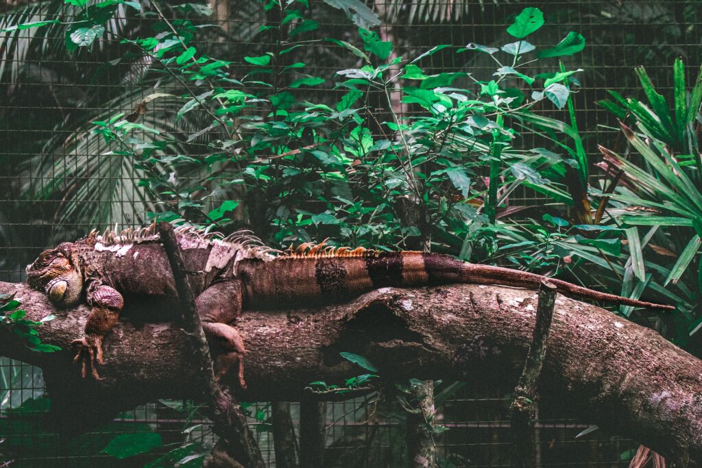 A brown iguana lying on a branch of a tree.