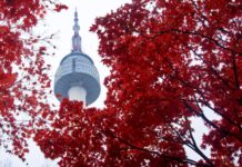 A shot of Namsan Tower behind trees, a famous landmark in South Korea.