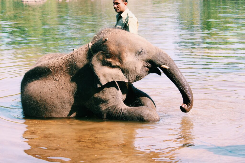 An elephant lying next to a man.