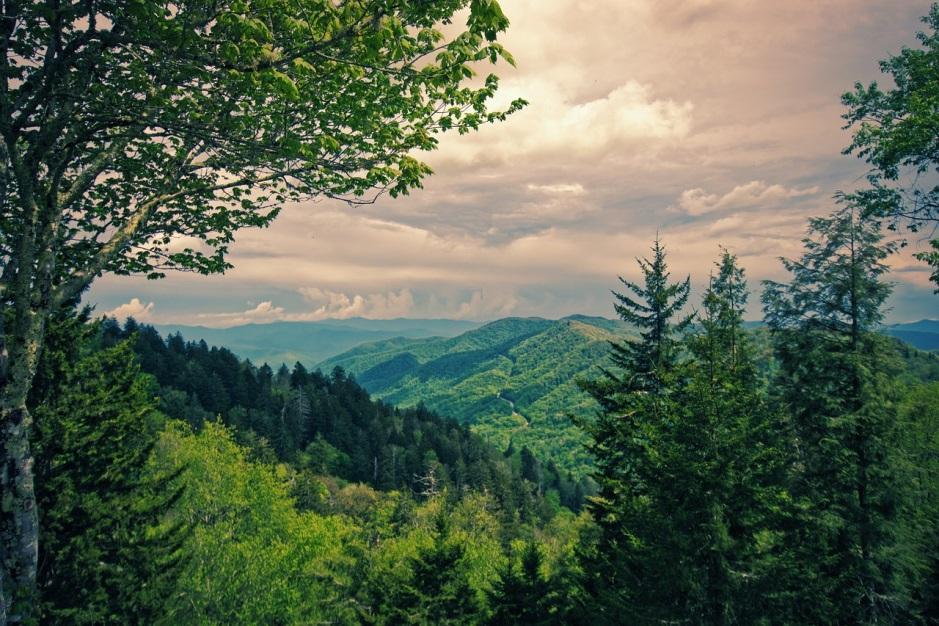 Gatlinburg Forest View Landscape