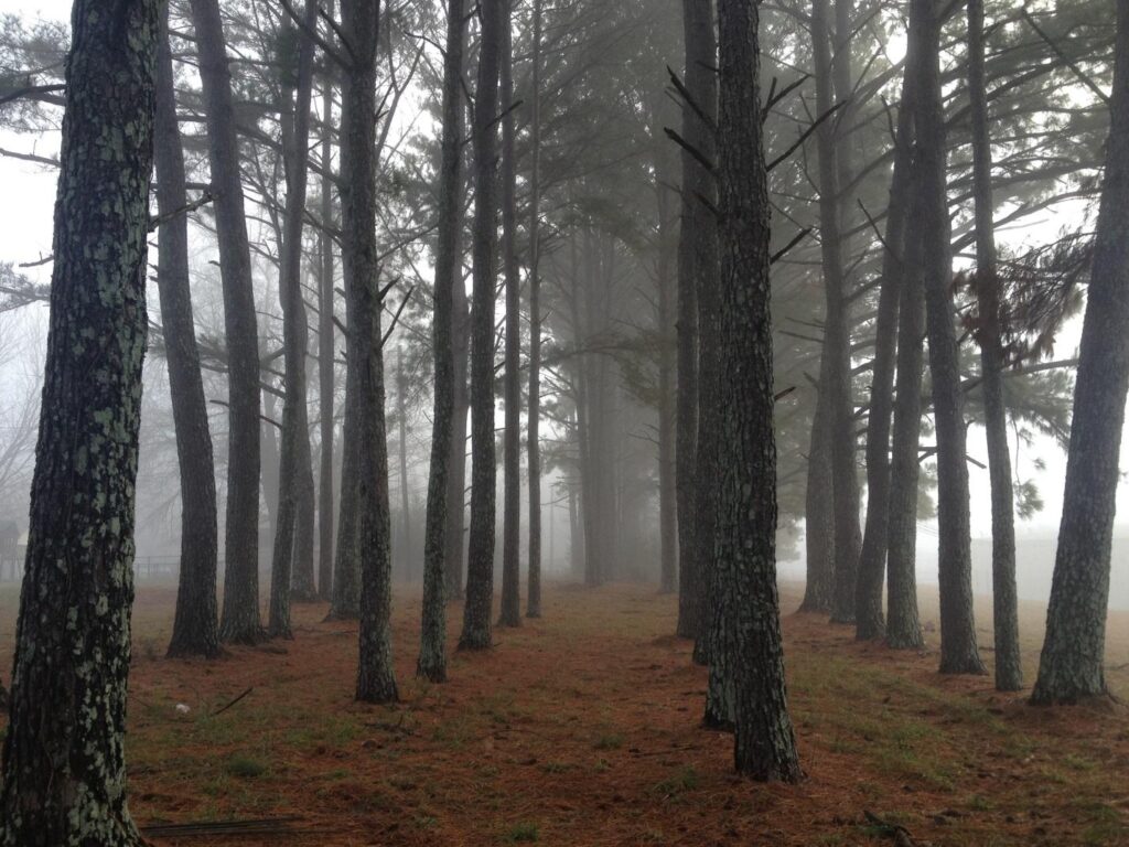 brown tress covered in white fog