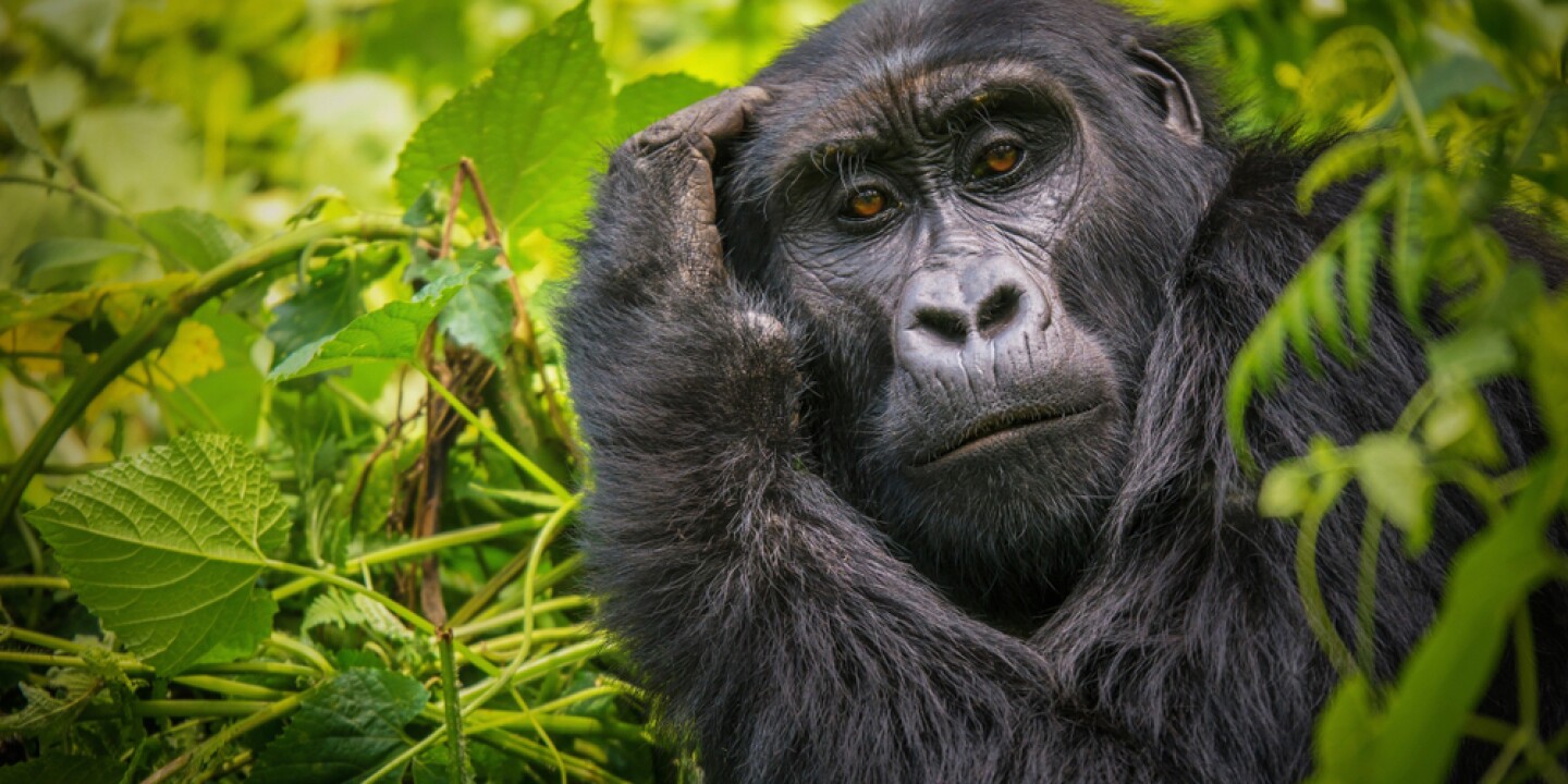 How Difficult Is Gorilla Trekking In Rwanda?