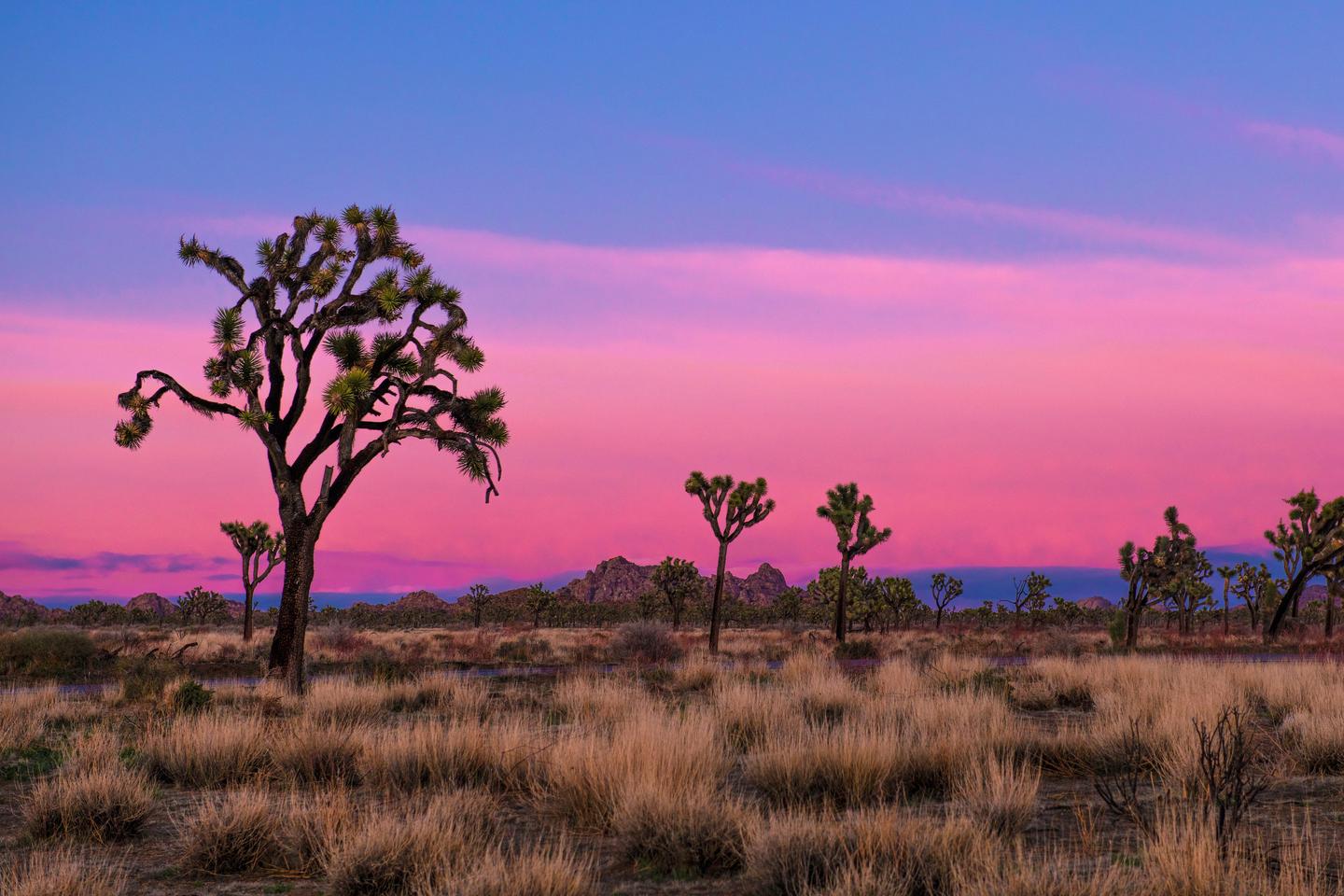 Joshua Tree National Park: How To Prepare For Your First Trip