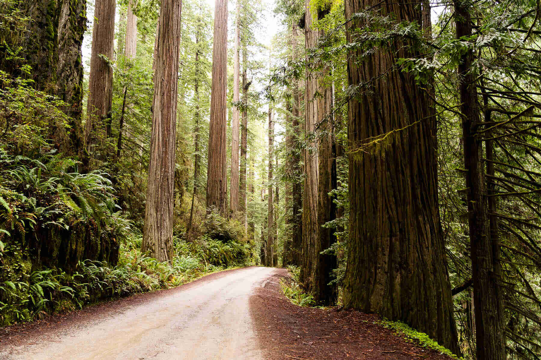 mendocino-to-redwood-national-park-road-trip-my-summer-road-trip-experience