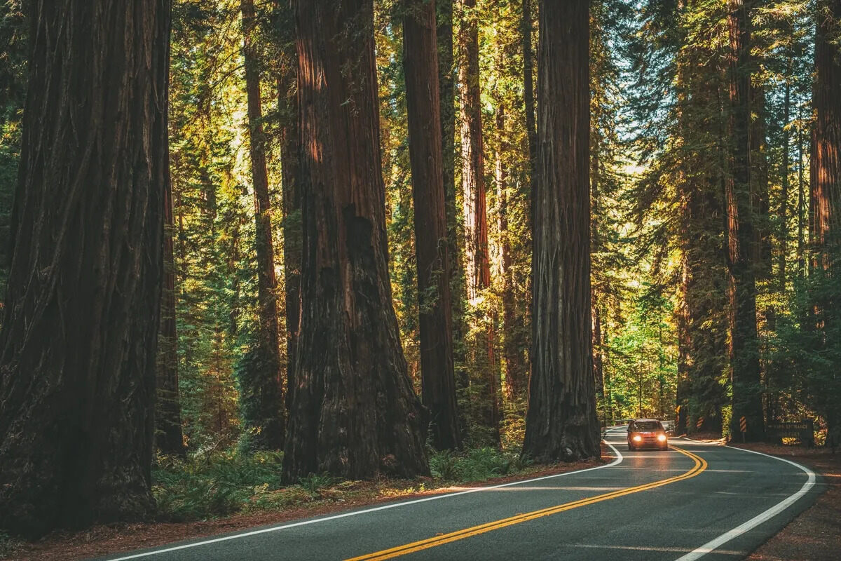 Northern California Coast Road Trip: San Francisco To Redwood National Park