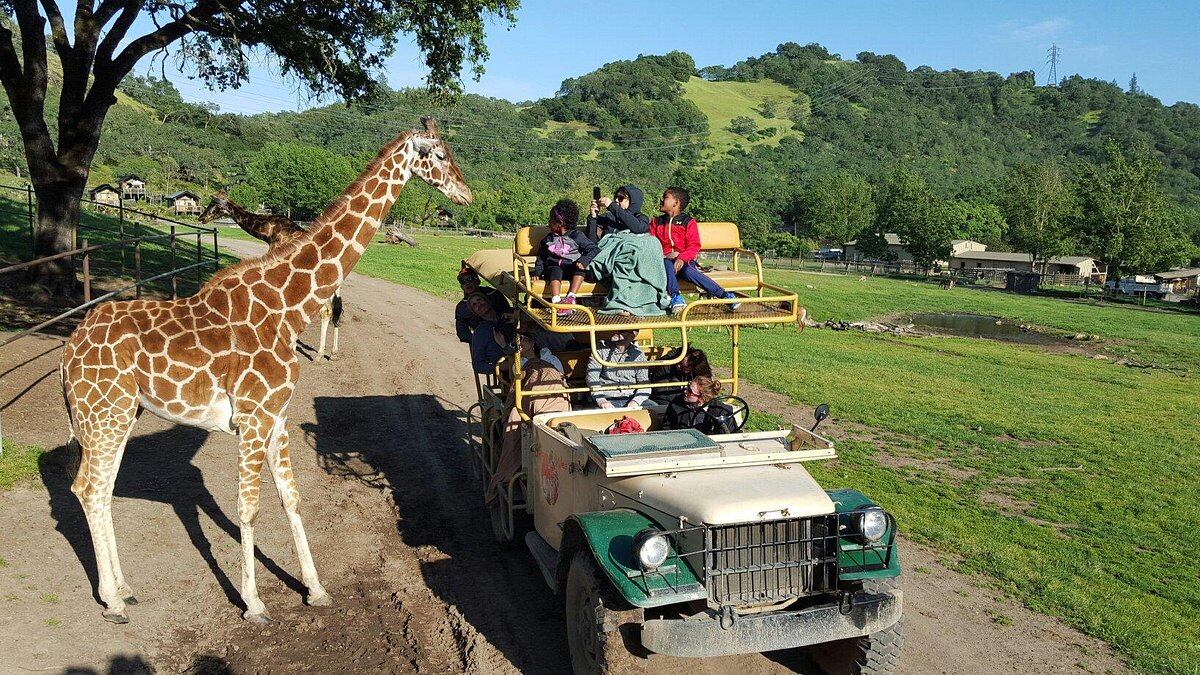 Safari West Review: Is Safari West Worth The Money?