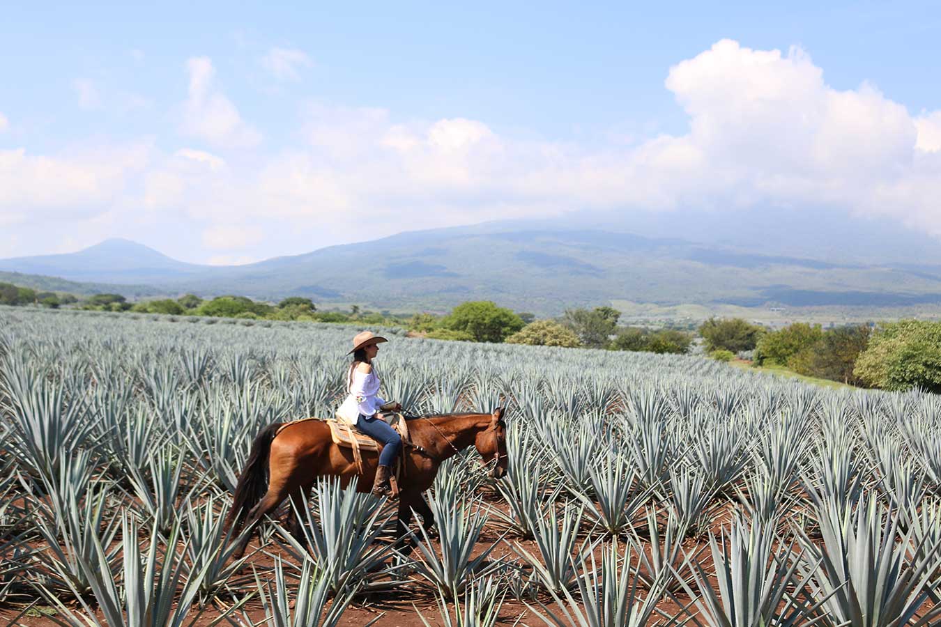 tequila-travel-guide-the-best-things-to-do-in-tequila-jalisco