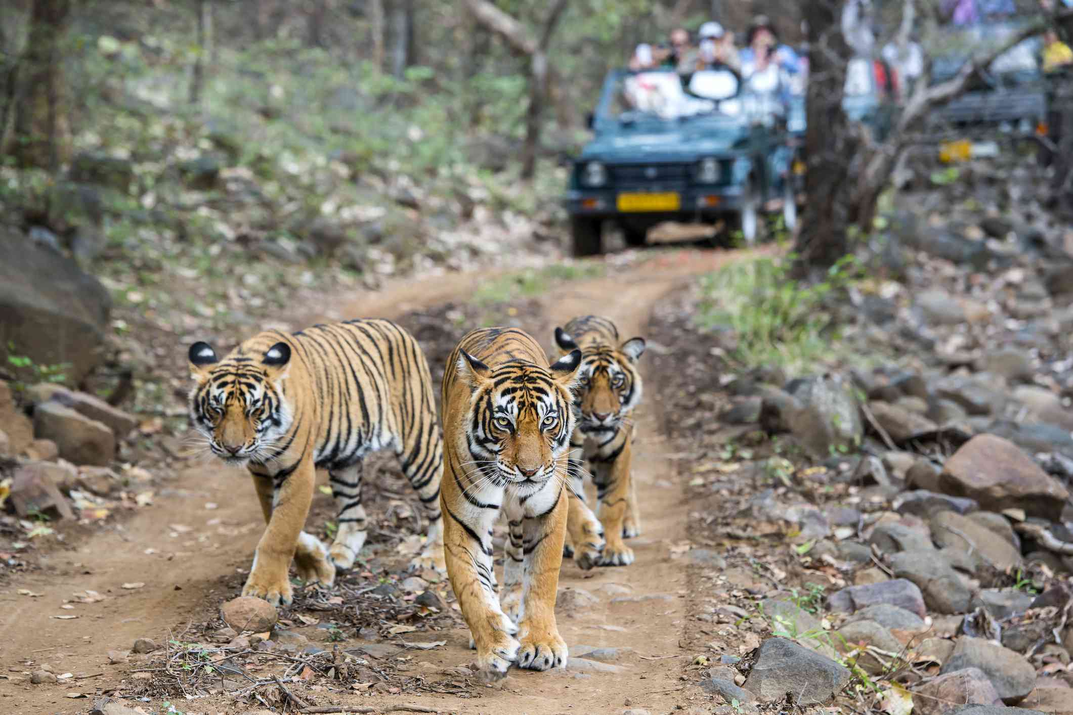 What To Expect On A Ranthambore Tiger Safari