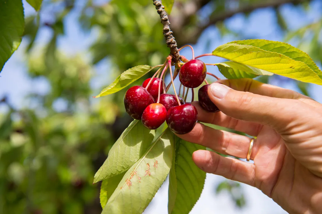 Your Ultimate Guide To Cherry Picking In California