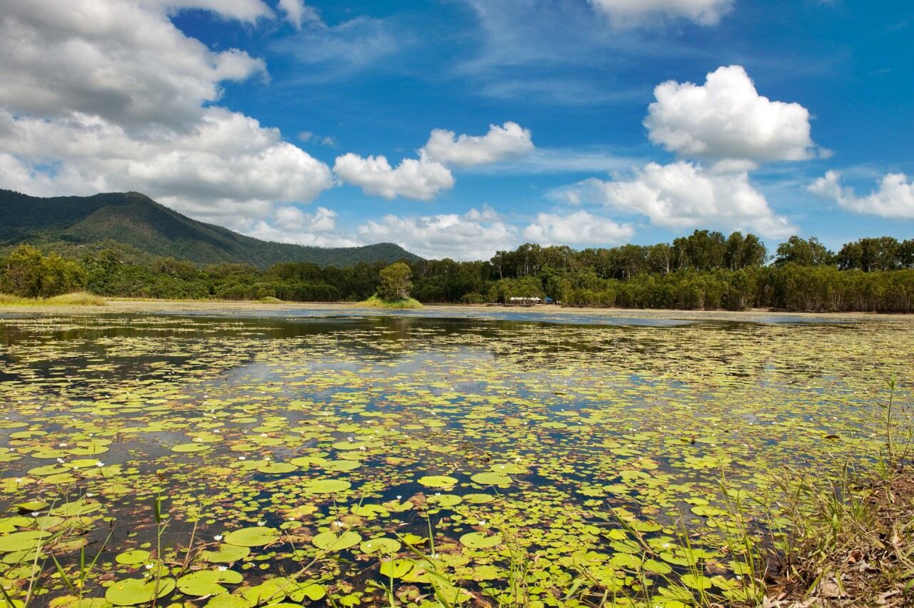 Cattana Wetlands Cairns – Wildlife & Walking Tracks