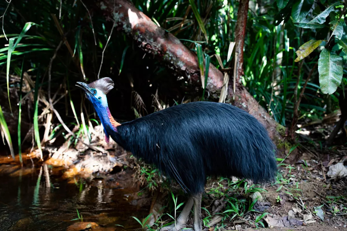 Etty Bay Cassowaries: Where And How To Spot Wild Cassowaries Near Cairns