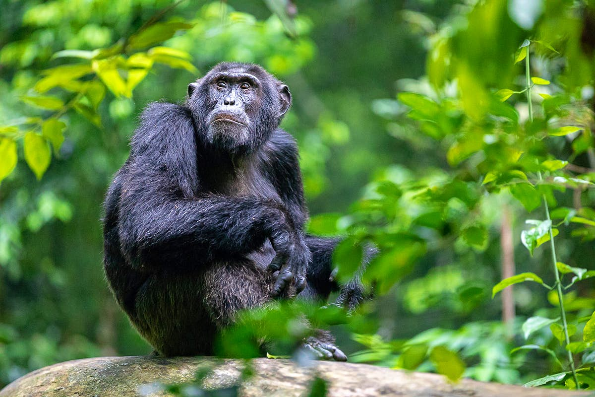 Guide To Chimpanzee Trekking In Uganda’s Kibale National Park