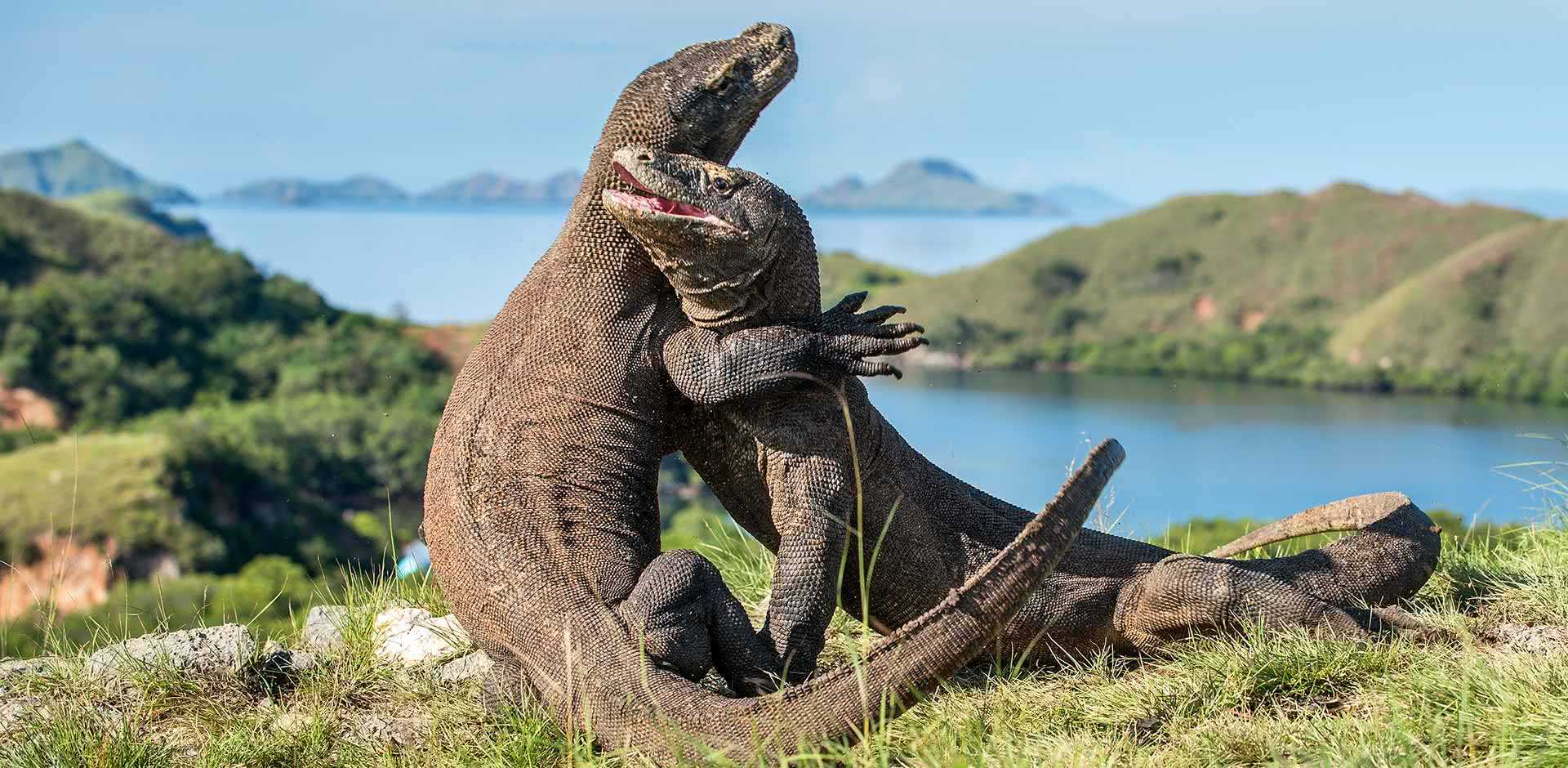 Guide To Komodo National Park: How To Visit Rinca & Komodo Islands In Flores