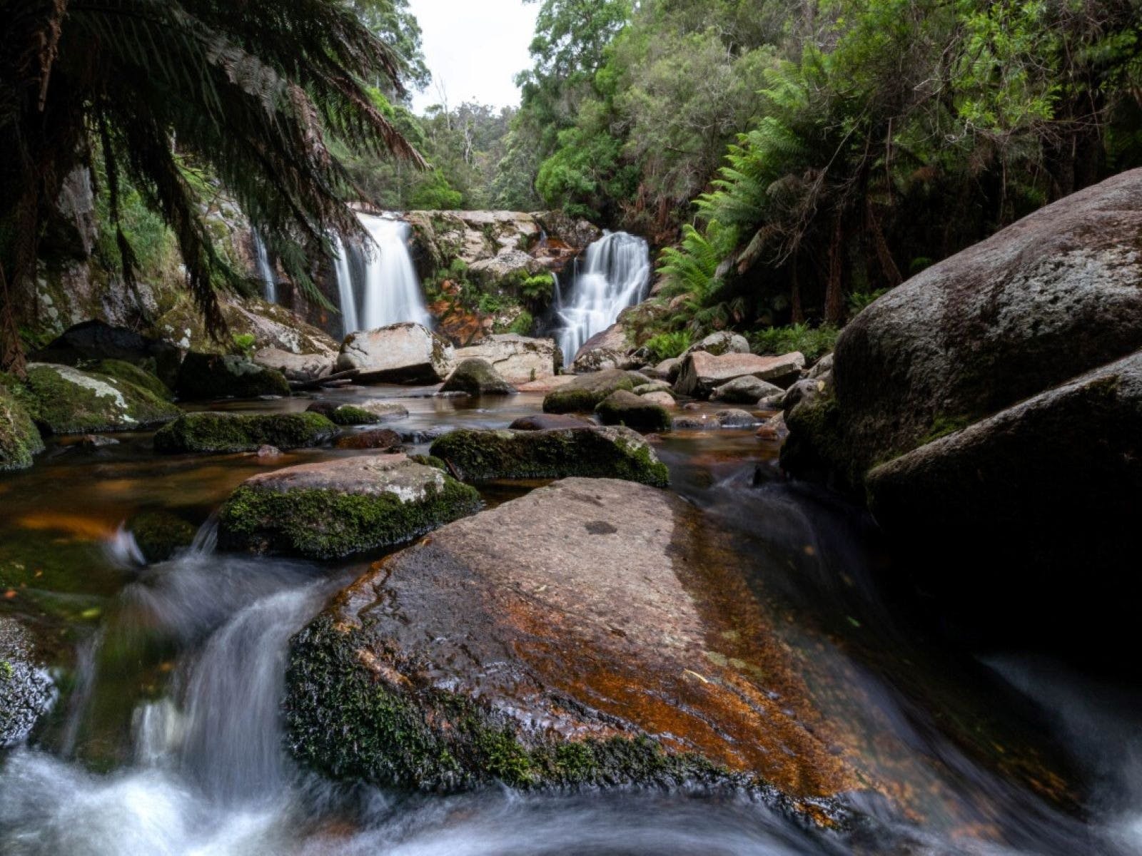 Halls Falls Tasmania – Waterfall & Hiking Guide