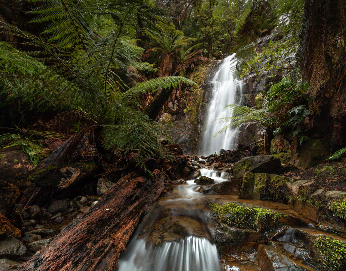 Hiking Guide To The Collins Cap Walk & Myrtle Forest Falls