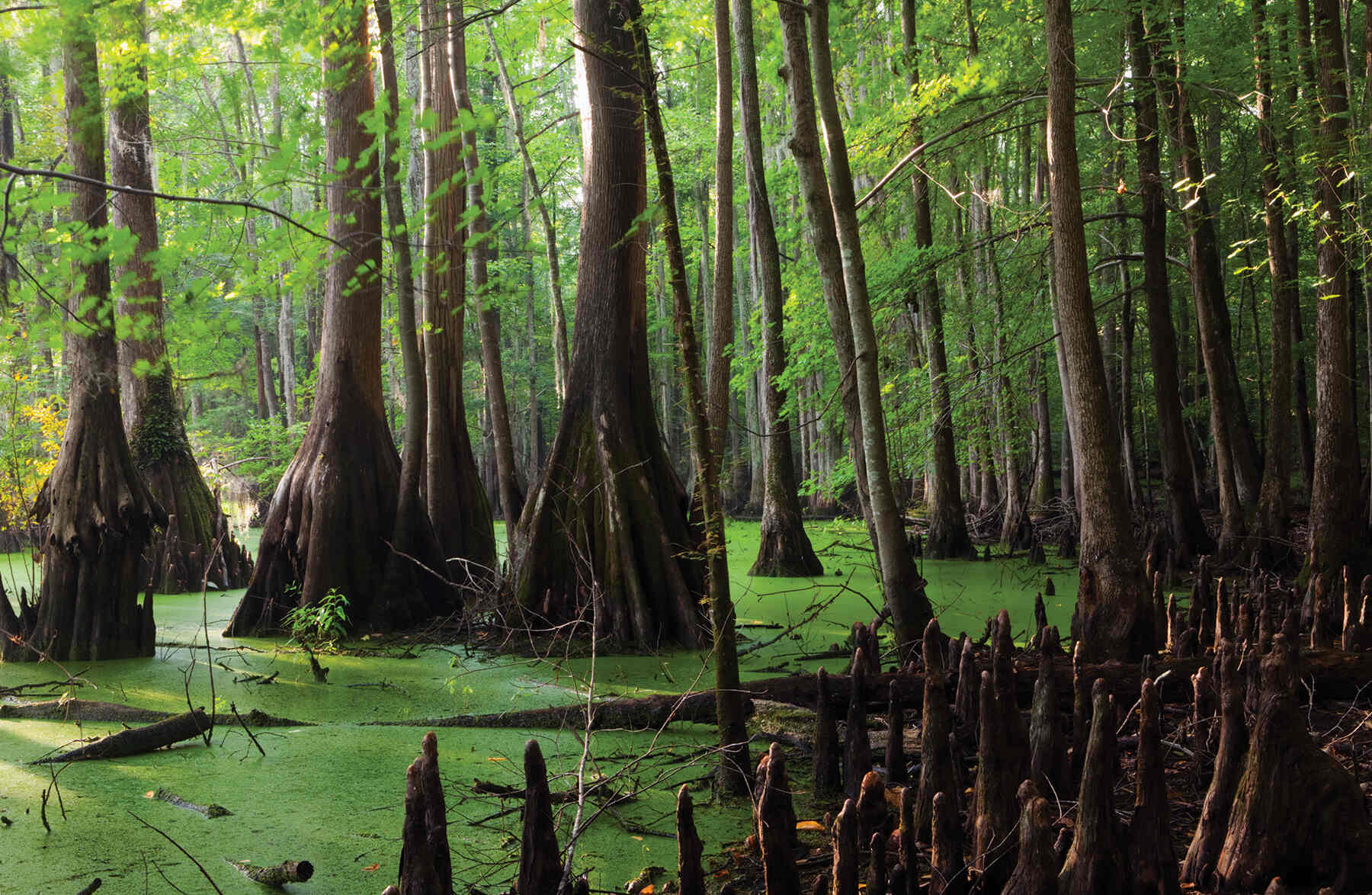 How To Visit The Great Dismal Swamp In Virginia