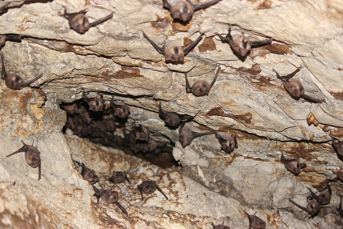 Kuta Lombok Bat Cave – Bangkang Cave (Complete Guide)