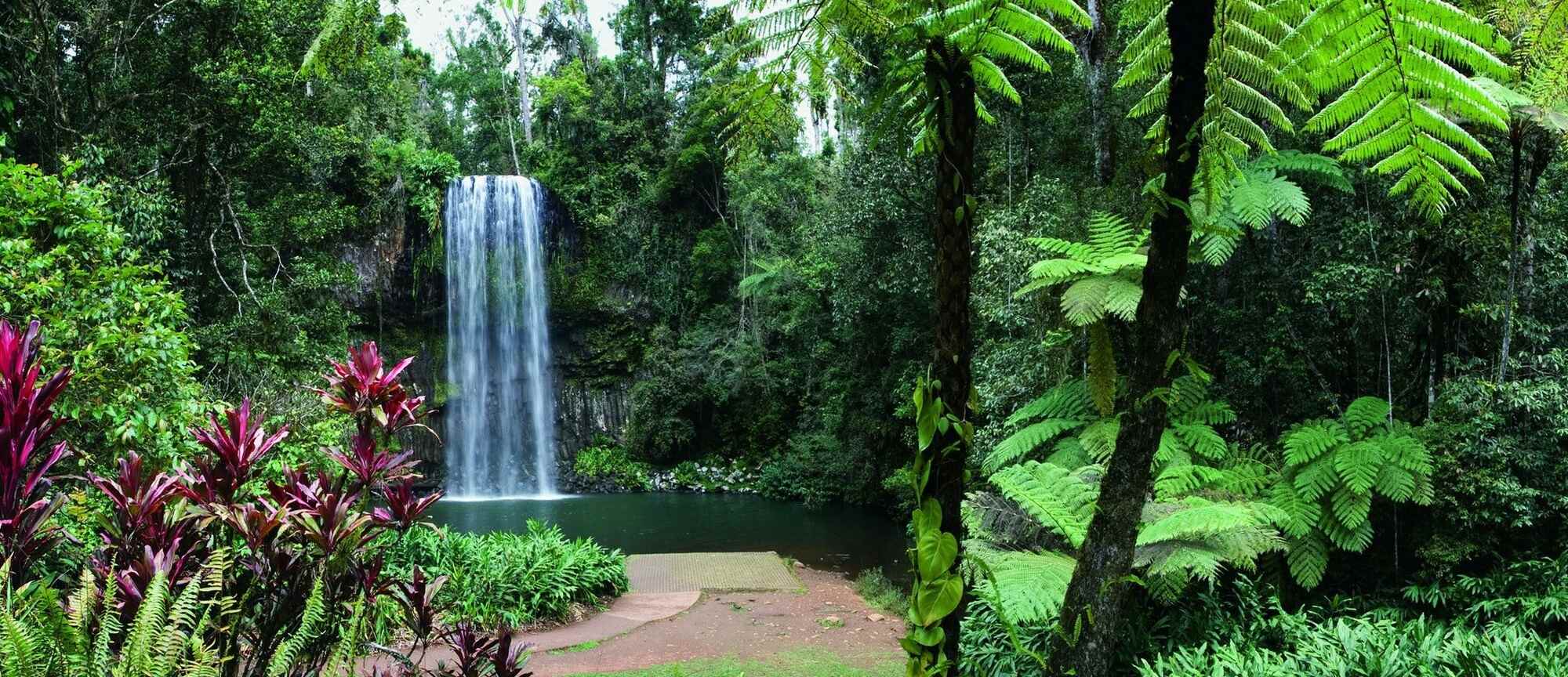 Millaa Millaa Waterfall Circuit – Guide