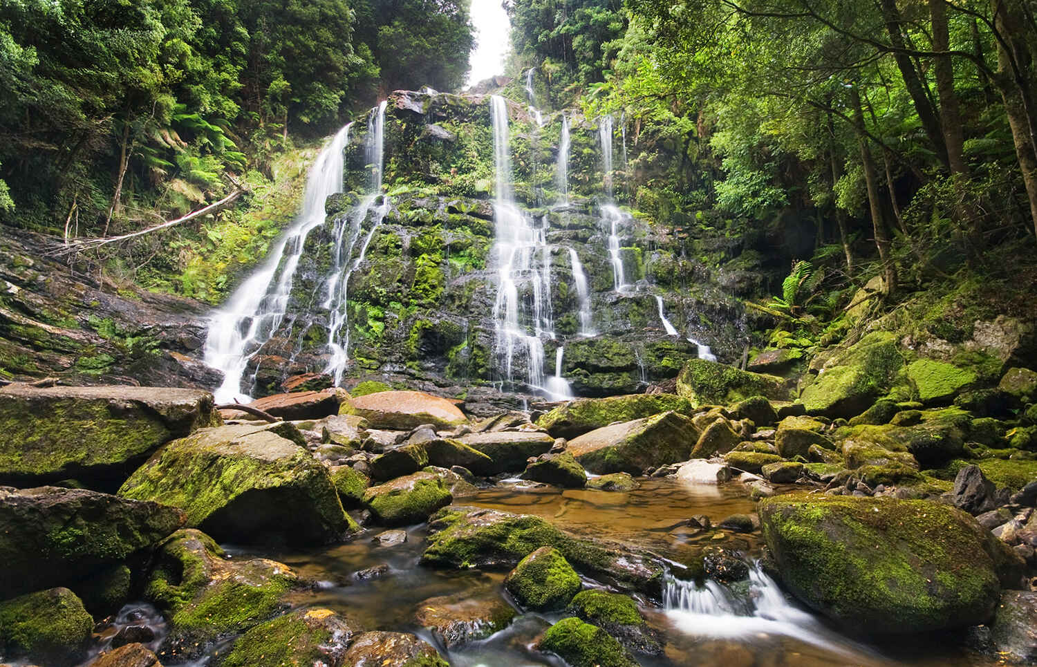 Nelson Falls Tasmania – Complete Waterfall Guide