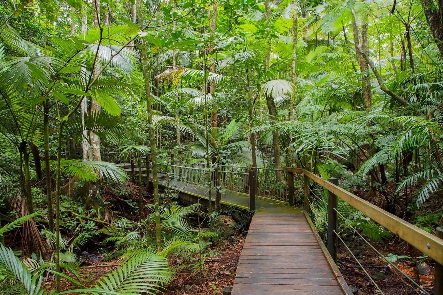 Red Arrow, Blue Arrow Tracks Cairns – Mount Whitfield Loop