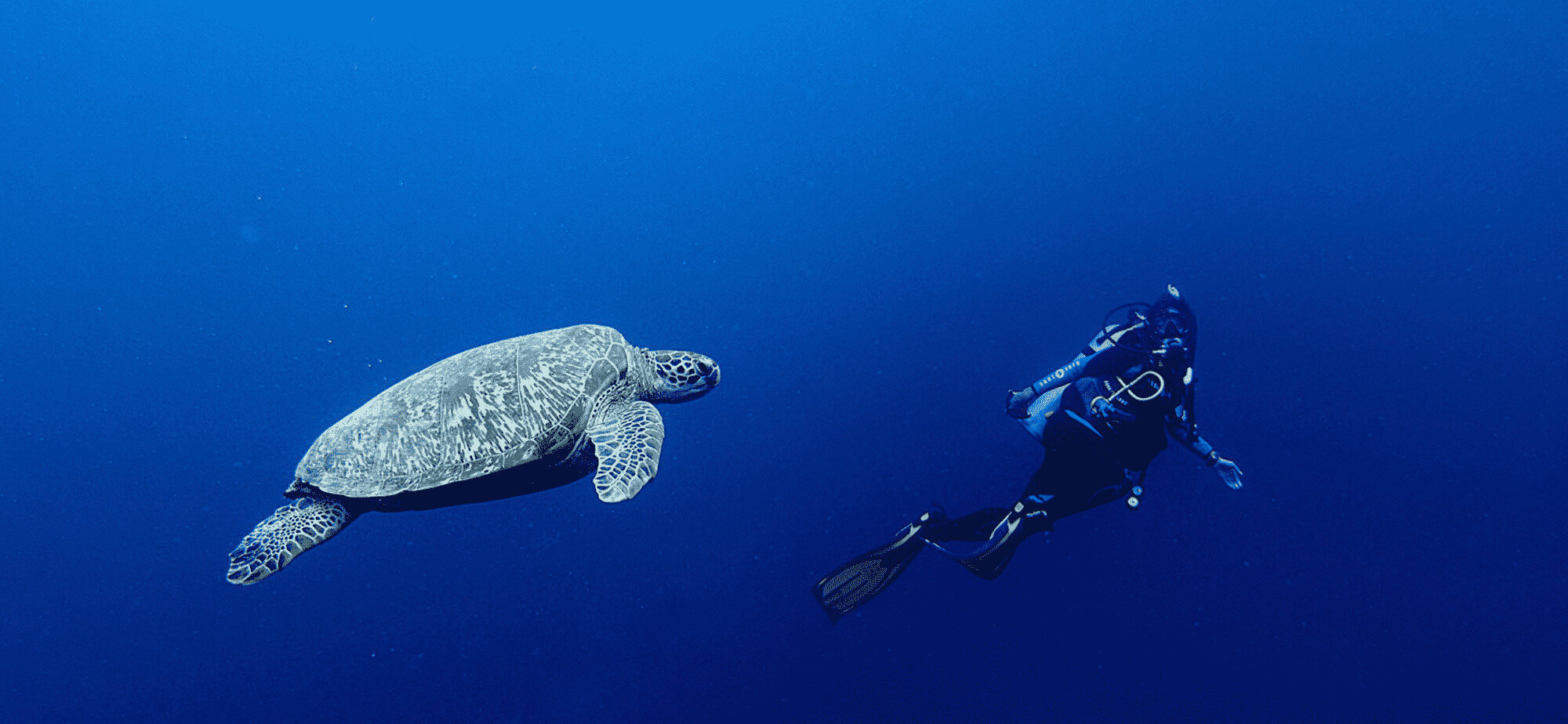 Snorkeling In Moalboal: Where To Swim With Giant Turtles On Cebu