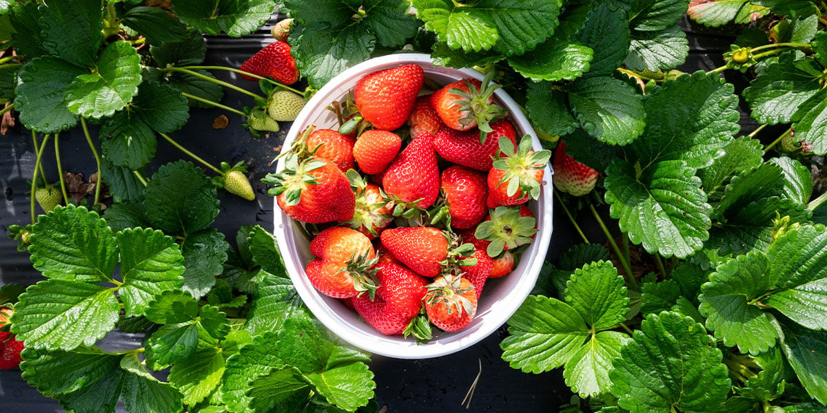 Strawberry Picking In North Carolina: 16 U-Pick Farms To Visit