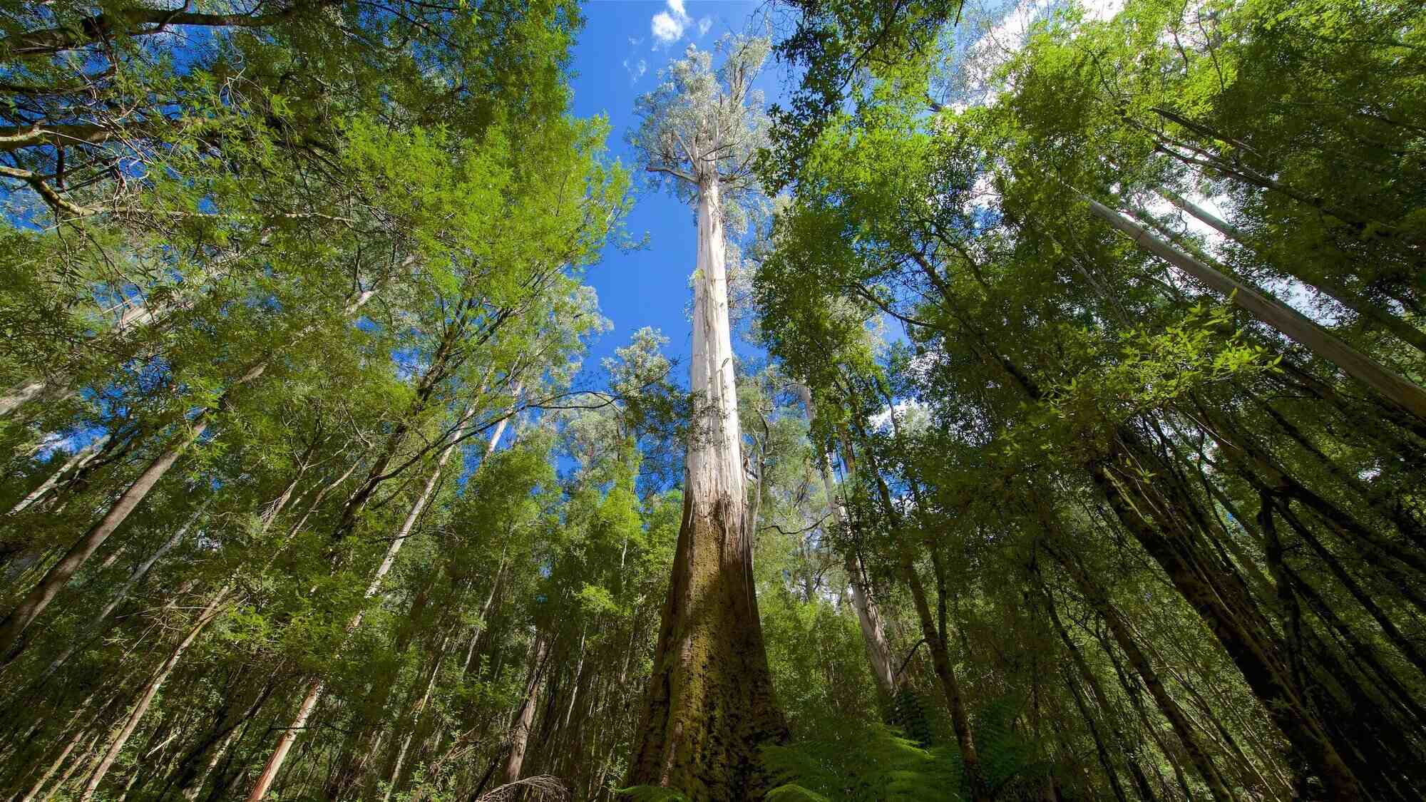 Styx Tall Trees Walk – Where To See Tasmanian Giant Trees