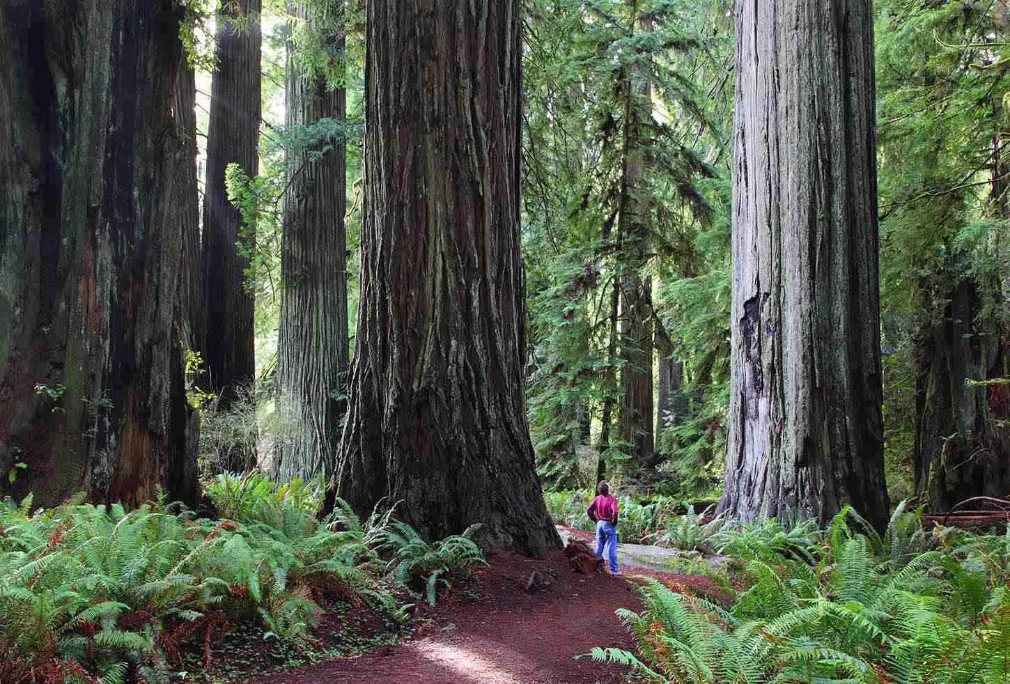 The Best Hikes In Redwoods: Where Are They And What To Know