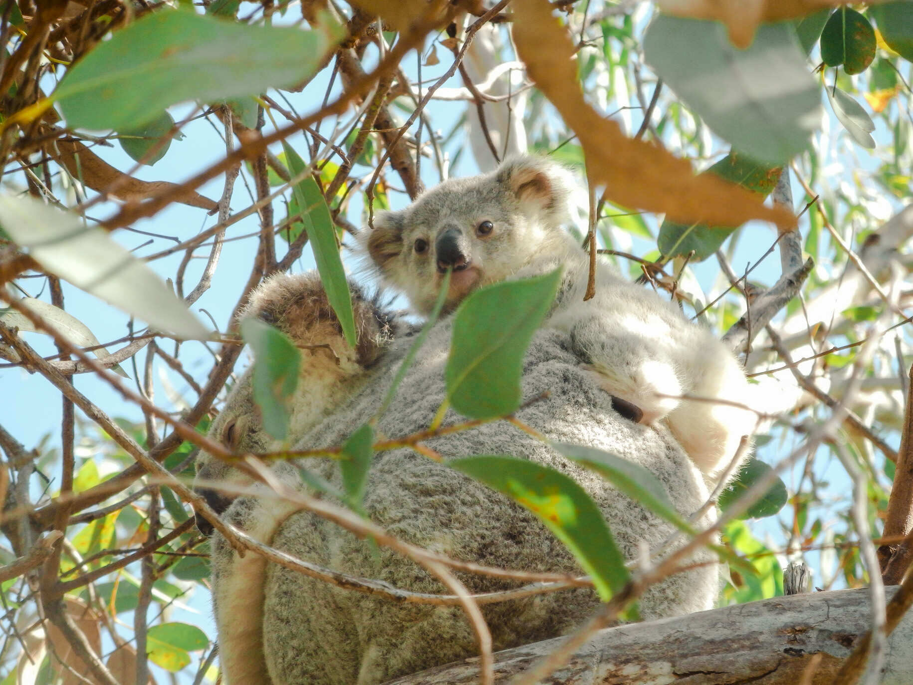 The Forts Track: Where To See Koalas On Magnetic Island