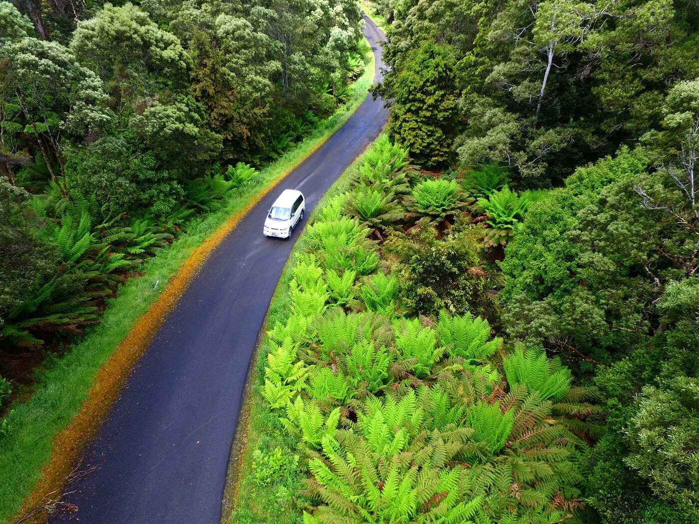 The Tarkine Drive – A Complete Guide (Tasmania)